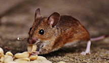 24 Hour & Emergency Exterminators in TRUE, WV